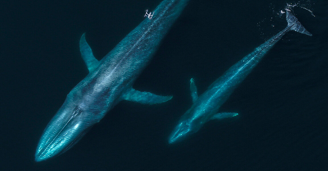 Flying with whales: Drones are remaking marine mammal research