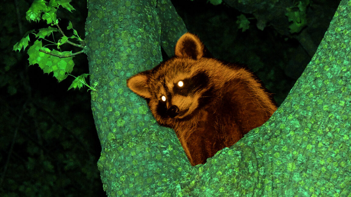 Modder injects AI dialogue into 2002’sAnimal Crossingusing memory hack